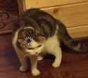 catto loading