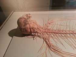 589e05a31353f65b67ee833570ecb742--the-exhibition-brain-1021217225