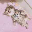 died-kitten-cat
