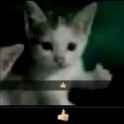 thumbs cat