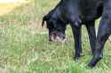 Why-is-My-Dog-Vomiting