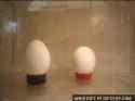 microwave-eggs