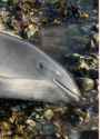 dolpiwhale