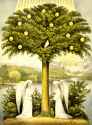 tree-of-life-13938595919K2 (1)