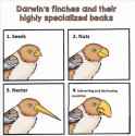 jewfinch