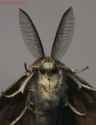 mothman