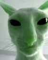 catalien