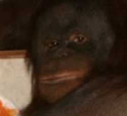 monke
