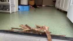 Busy beaver