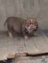 fat_dog2