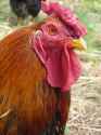 Golden_Laced_Wyandotte_Rooster[1]
