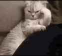 thinking-cat