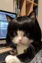 Cataren