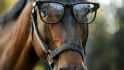 closeup-brown-horse-wearing-black-eyeglasses-horse-is-looking-camera-with-curious-expression_14117-518961-1187739483