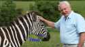 Attenborough Zebra You.png