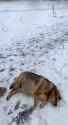 2.93 MB
