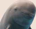 294 KB