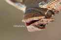46 KB