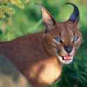 29 KB