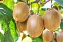 339 KB