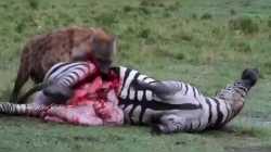 1.35 MB