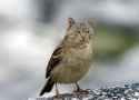 25 KB