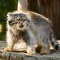 61 KB