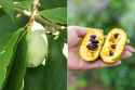 545 KB