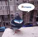 925 KB