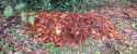 2.89 MB