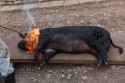 roast that squealing piggiE