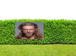hedge