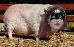 Hurripig