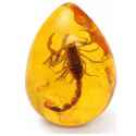 scorpion frozen in amber