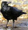 Corvus_corone_-near_Canford_Cliffs,_Poole,_England-8