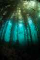 kelp forest