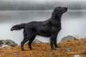 black-fluffy-dog-breeds