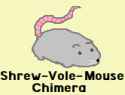 Shrew-Vole-Mouse Chimera