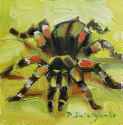 STILLASPIDER