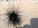 metal urchin