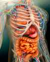 stk700102h-Perspective-view-of-human-body-whole-organs-and