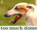 borzoi too much dome