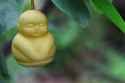 buddha pear