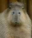 capybara stares at you