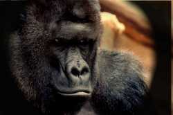 gorilla-chan