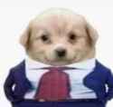 chuffed dog