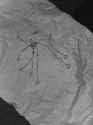 napkin
