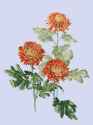red_chrysanthemum