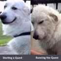 Bamboozling dog qst edition