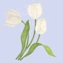 white_tulips_watercolor